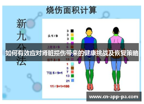 如何有效应对肾脏损伤带来的健康挑战及恢复策略